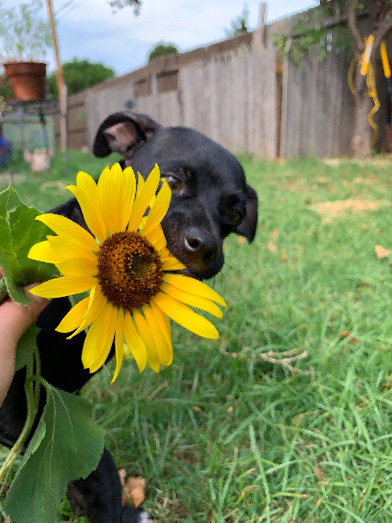 Solin joined the competition — help win amazing prizes! canidae, carnivore, daisy_family, dog, dog_breed, flower, grass, plant, puppy, sporting_group, sunflower, wildflower, yellow