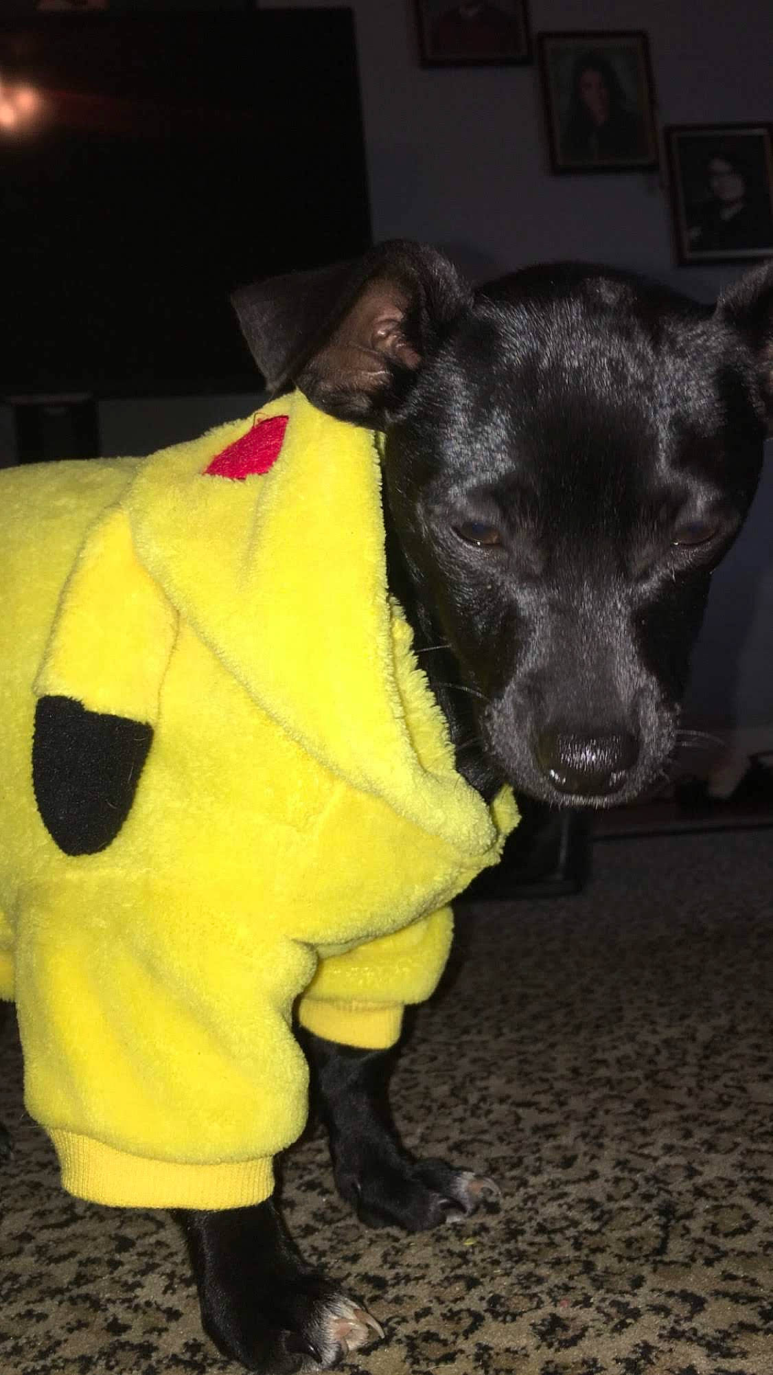 Solin joined the competition — help win amazing prizes! canidae, carnivore, dog, dog_breed, dog_clothes, snout, sporting_group, yellow