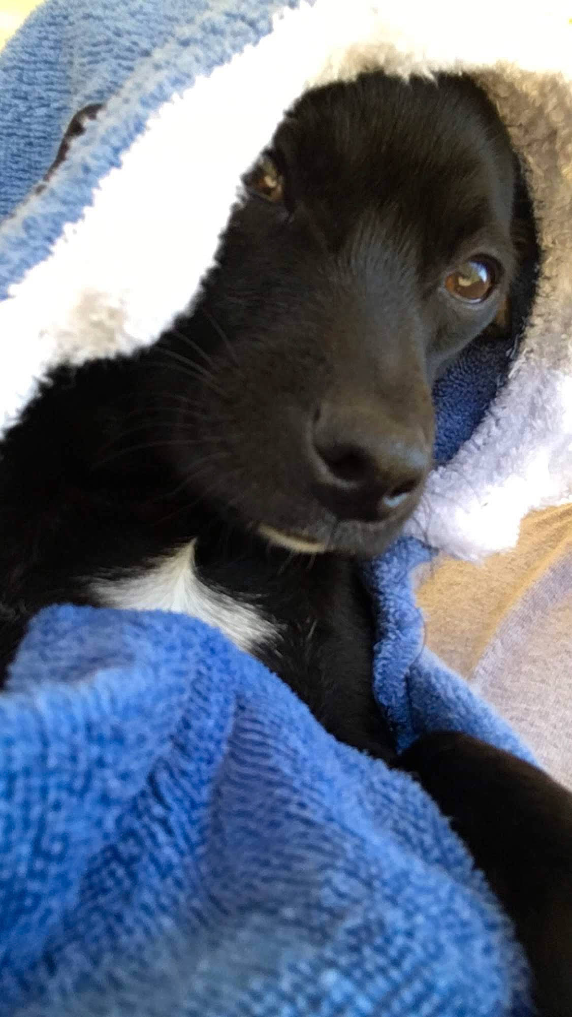 Solin is registered to the contest to win money with this photo: canidae, carnivore, dog, dog_breed, nose, puppy, snout, sporting_group, vertebrate