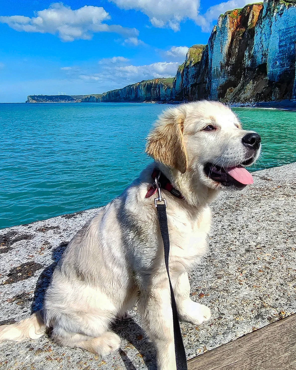 Sunny participe au concours pour gagner de l'argent avec cette photo : adventure, beach, blue, carnivore, cloud, collar, companion_dog, dog, dog_breed, dog_collar, lake, landscape, mountain, ocean, plant, sky, tourism, tree, water, working_animal