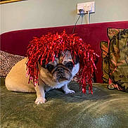 Nelson is registered to the contest to win money with this photo: animal, couch, cute, decorative_pillow, dog, festive, funny, furniture, gold_frame, green_couch, indoor, leopard_print_pillow, living_room, mirror, pet, portrait, pug, red_tinsel, sitting, wig