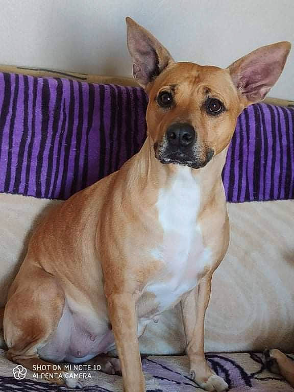 Miss a rejoint le concours — aidez-le/la à gagner de superbes lots ! ancient_dog_breeds, canidae, carnivore, collar, companion_dog, dog, dog_breed, dog_collar, fawn, non_sporting_group, paw, pet_supply, puppy, snout, sporting_group, terrestrial_animal, toy_dog, whiskers, working_animal, working_dog