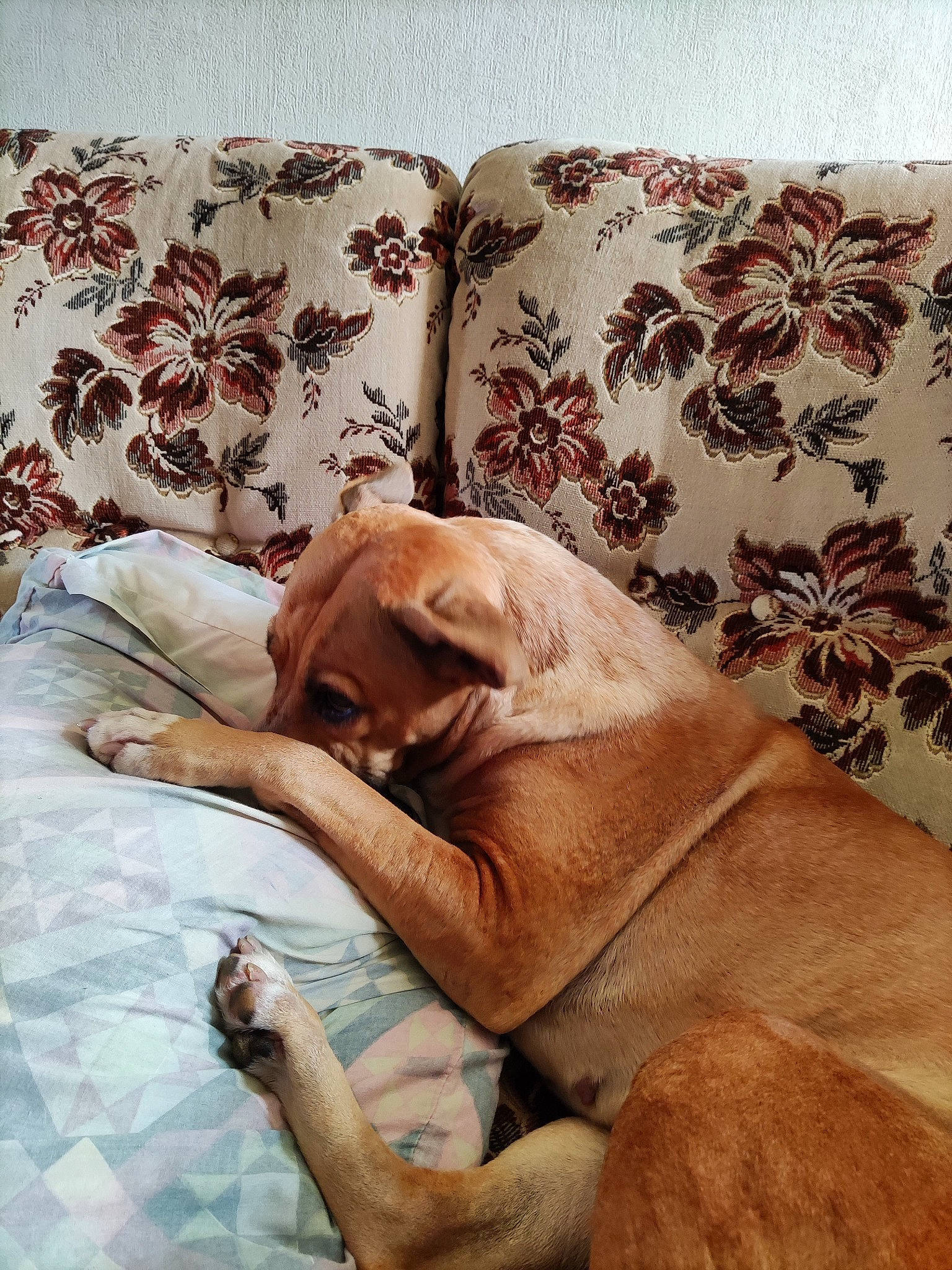 Miss a rejoint le concours — aidez-le/la à gagner de superbes lots ! bedding, canidae, carnivore, comfort, companion_dog, dog, dog_breed, elephant, fawn, indian_elephant, linens, liver, pattern, pet_supply, room, snout, sporting_group, terrestrial_animal, working_animal, wrinkle