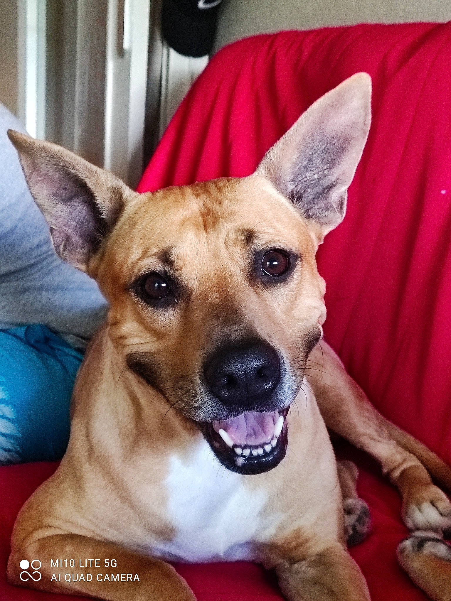 Miss participe au concours pour gagner de l'argent avec cette photo : canidae, carnivore, collar, companion_dog, dog, dog_breed, dog_collar, ear, fawn, fur, german_shepherd_dog, guard_dog, jaw, non_sporting_group, photography, snout, sporting_group, whiskers, working_animal, working_dog