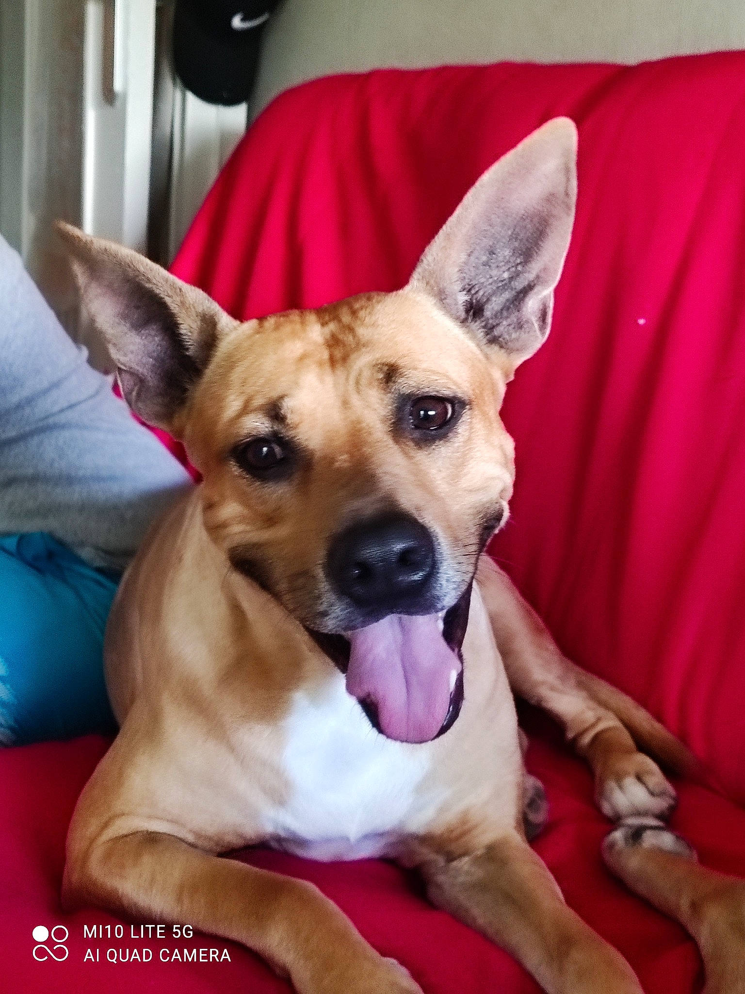 Miss a rejoint le concours — aidez-le/la à gagner de superbes lots ! canidae, carnivore, collar, comfort, companion_dog, dog, dog_breed, dog_collar, ear, fawn, fur, guard_dog, non_sporting_group, paw, puppy, sporting_group, tail, toy_dog, whiskers, working_animal