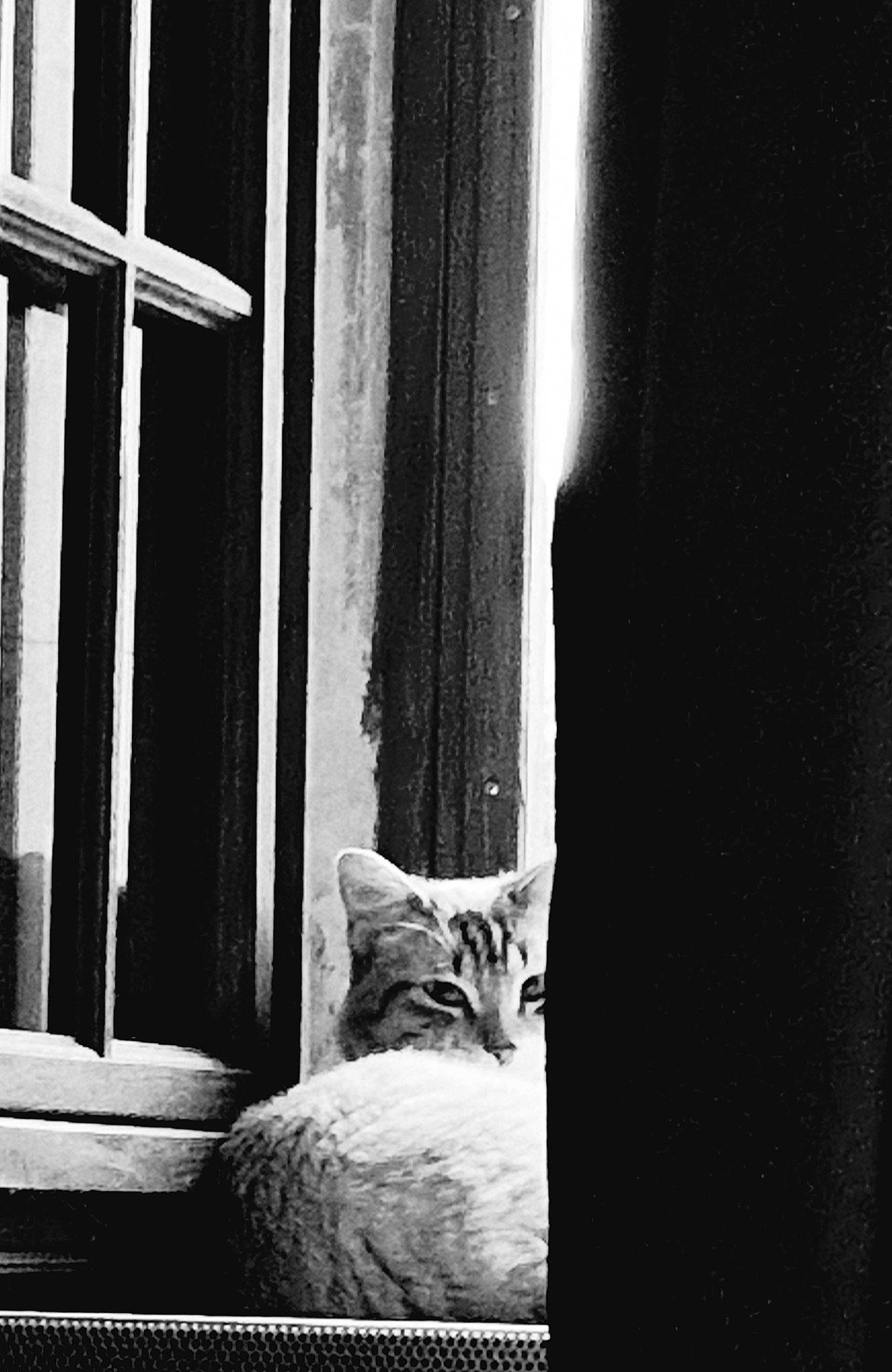 Tchek participe au concours pour gagner de l'argent avec cette photo : beauty, black_and_white, carnivore, cat, comfort, darkness, domestic_short_haired_cat, felidae, flash_photography, human_leg, leg, monochrome, monochrome_photography, small_to_medium_sized_cats, style, tail, tints_and_shades, trunk, whiskers, wood