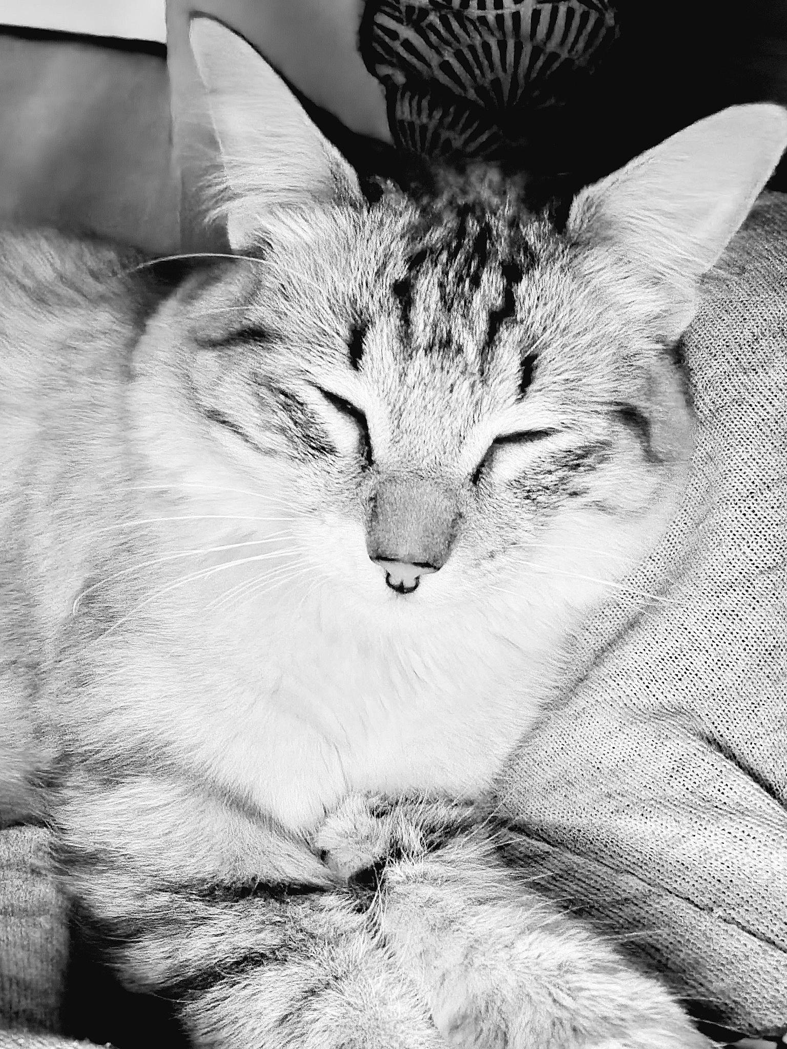 Milky participe au concours pour gagner de l'argent avec cette photo : black_and_white, carnivore, cat, claw, domestic_short_haired_cat, eye, felidae, fur, monochrome, monochrome_photography, paw, plant, small_to_medium_sized_cats, snout, stock_photography, style, tail, tree, whiskers, wildlife