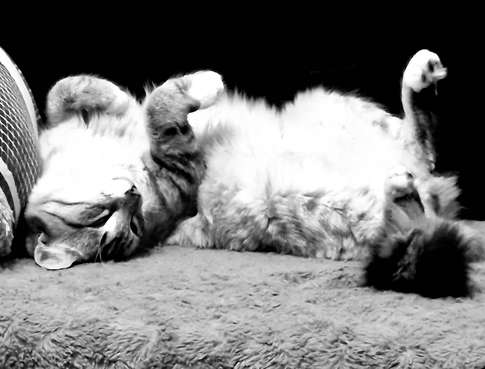 Milky a rejoint le concours — aidez-le/la à gagner de superbes lots ! black, black_and_white, carnivore, cat, comfort, companion_dog, dog_breed, felidae, fur, grass, grey, monochrome, monochrome_photography, paw, small_to_medium_sized_cats, snout, tail, terrestrial_animal, whiskers, wildlife