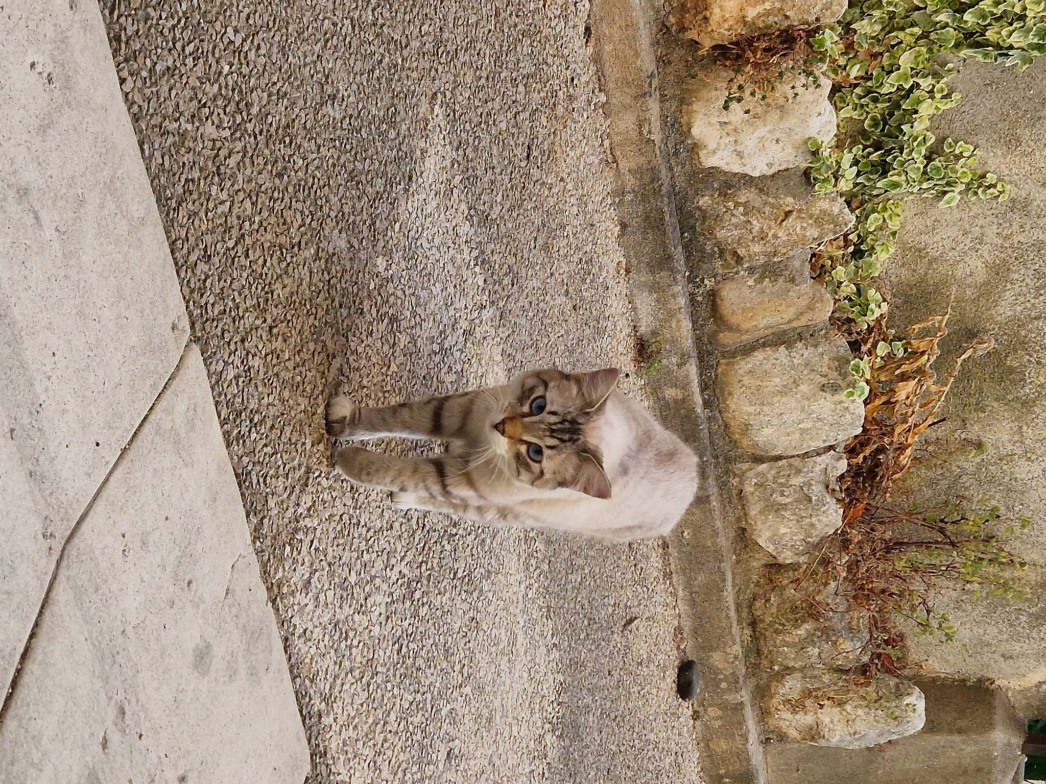 Milky a rejoint le concours — aidez-le/la à gagner de superbes lots ! art, asphalt, carnivore, cat, cobblestone, concrete, facade, fawn, felidae, flooring, grass, grey, plant, road, road_surface, sculpture, shadow, sidewalk, small_to_medium_sized_cats, wood