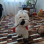 basket, curtain, cute, dog, furniture, home_decor, indoor, living_room, pet, plant, plant_pot, playful, plush_toy, rug, small_dog, table, toy, white_dog, window, wooden_floor