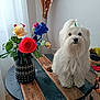 bouquet, curtain, cute, decor, dog, domestic, flower, fluffy, furniture, indoor, living_room, natural_light, pet, plant, rose, small_dog, table, vase, white_dog, wood