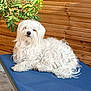 animal, blue_chair, canine, daylight, dog, fluffy, fur, green_plant, lounge, nature, outdoor, paw, pet, portrait, relaxed, resting, summer, sunlight, white_dog, wooden_fence
