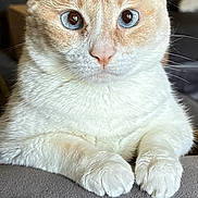 Frosty joined the competition — help win amazing prizes! animal, blue_eyes, cat, close_up, cream_colored, cute, domestic_animal, ears, face, feline, fur, gray_surface, indoor, paws, pet, portrait, relaxed, resting, soft_texture, whiskers