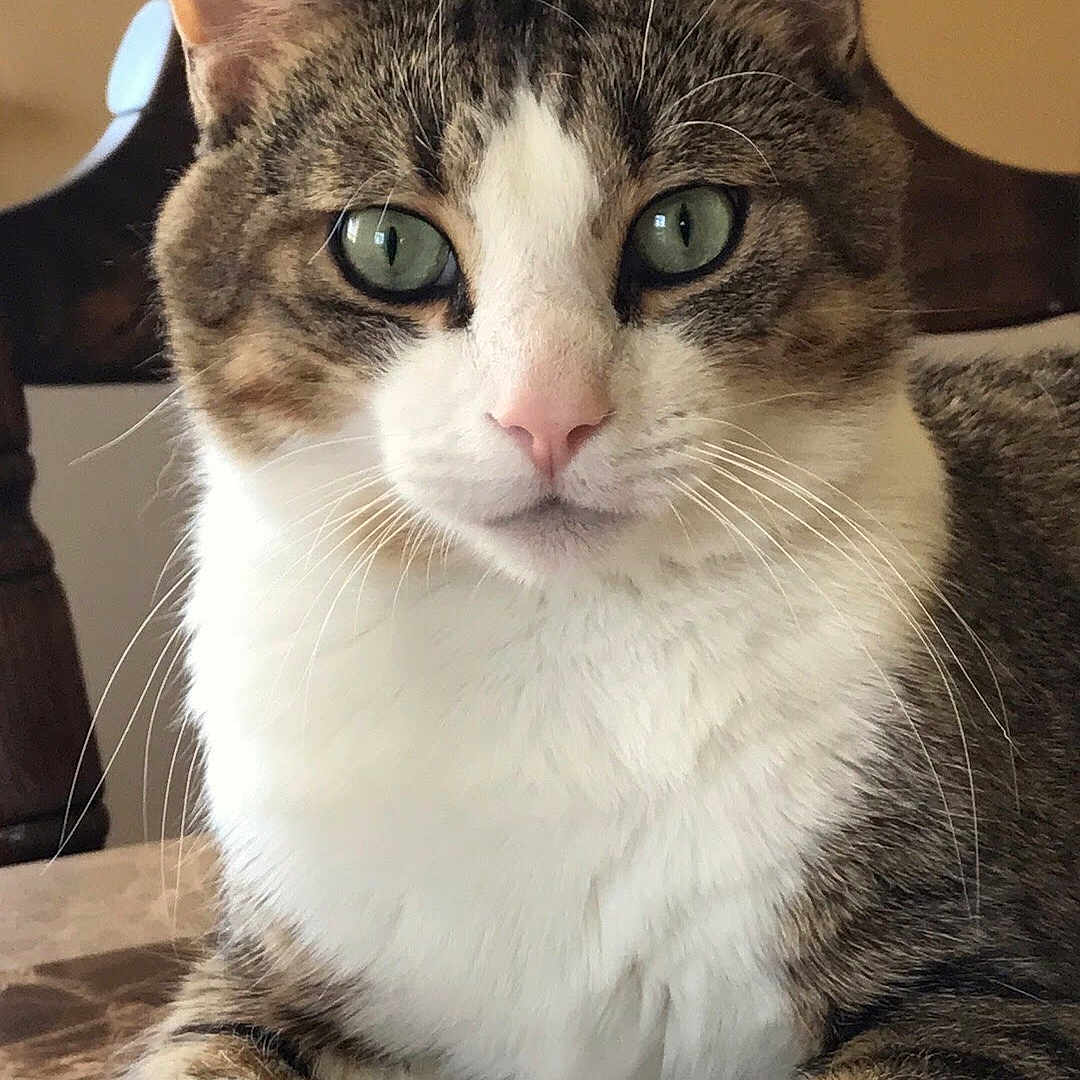 Prince Squires joined the competition — help win amazing prizes! animal, background_blur, cat, close_up, cute, domestic_cat, feline, fur, green_eyes, indoor, looking_at_camera, marble_surface, pet, portrait, resting, tabby, whiskers, white_chest, white_paws, wooden_chair