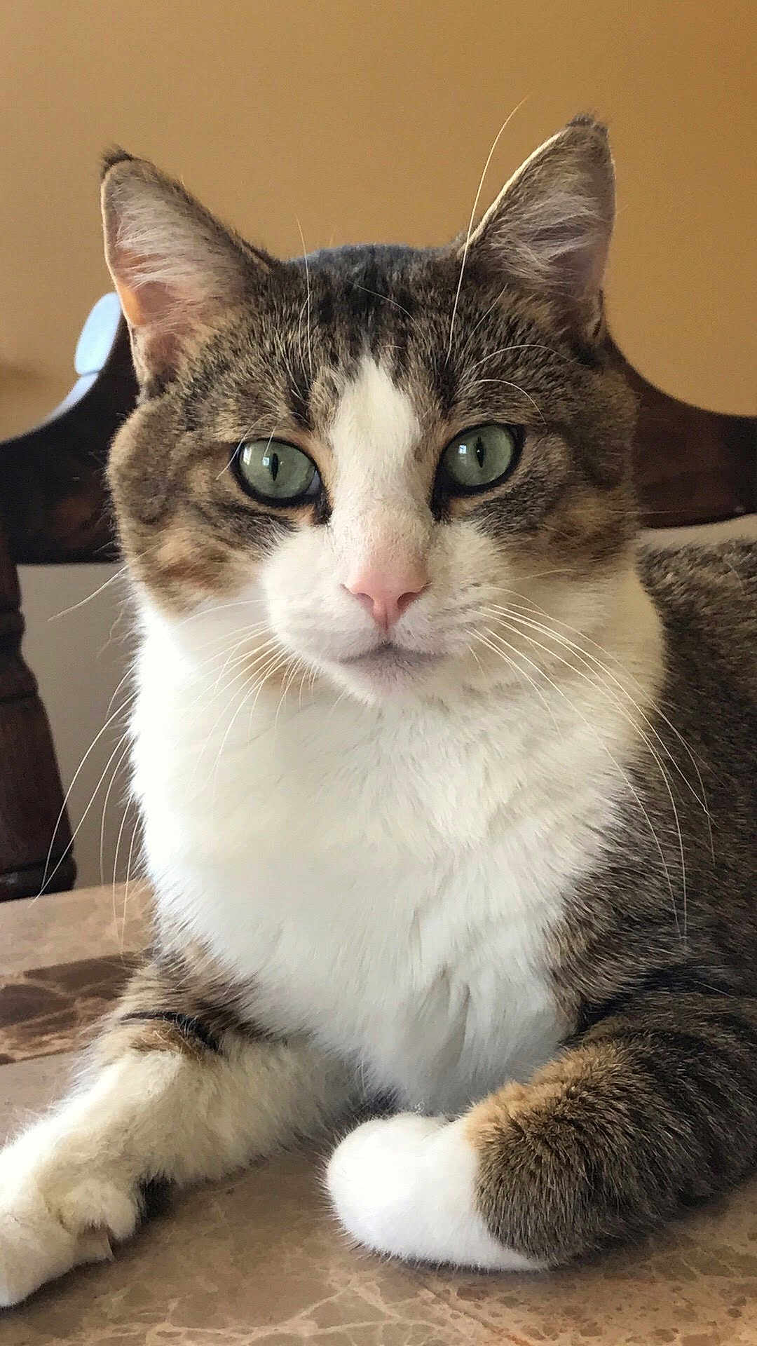 Prince Squires joined the competition — help win amazing prizes! cat, tabby, green_eyes, white_paws, white_chest, whiskers, fur, pet, domestic_cat, indoor, marble_surface, resting, close_up, feline, animal, cute, portrait, looking_at_camera, wooden_chair, background_blur