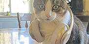 Prince Squires is registered to the contest to win money with this photo: cat, tabby_cat, headphones, flower, table, indoor, clock, window, chair, yellow_wall, plant, domestic_animal, pet, curious, close_up, furniture, ears, whiskers, reflection, house