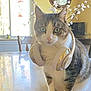 cat, tabby_cat, headphones, flower, table, indoor, clock, window, chair, yellow_wall, plant, domestic_animal, pet, curious, close_up, furniture, ears, whiskers, reflection, house