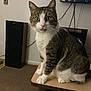 cat, tabby, white_paws, tongue_out, indoor, desk, speaker, television, cables, furniture, pet, curious, animal, domestic_cat, whiskers, brown, white, green_eyes, floor, carpet