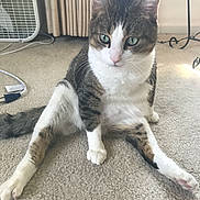 Prince Squires is registered to the contest to win money with this photo: cat, tabby, white_paws, carpet, indoor, sitting, relaxed_pose, curious, green_eyes, furniture, fan, curtains, household, pet, cute, animal, feline, whiskers, pink_nose, tail