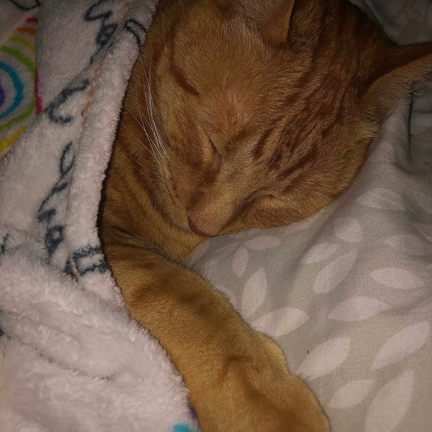Sampson joined the competition — help win amazing prizes! abyssinian, animal, bed, blanket, cat, couch, furniture, homedecor, kitten, laundry, linen, manx, person, pet, quilt, sleeping, towel