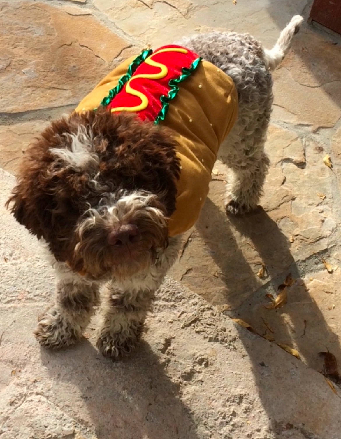 Gus is registered to the contest to win money with this photo: carnivore, collar, companion_dog, dog, dog_breed, dog_collar, dog_supply, fur, leash, liver, pet_supply, small_terrier, snout, soil, sporting_group, terrier, toy_dog, water_dog, welsh_terrier, working_animal