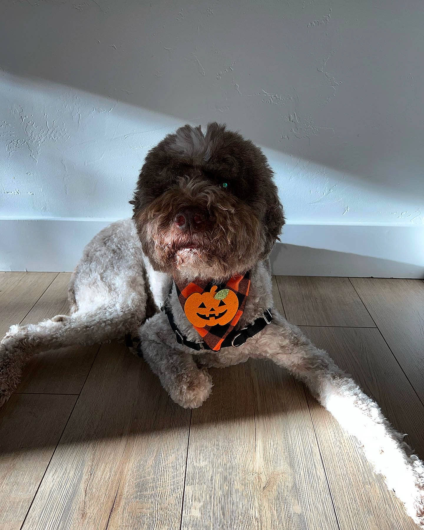 Gus joined the competition — help win amazing prizes! bear, brown_bear, canidae, companion_dog, costume, dog_breed, dog_clothes, dog_supply, flooring, fur, grey, personal_protective_equipment, plush, snout, sporting_group, stuffed_toy, tail, teddy_bear, toy, wood