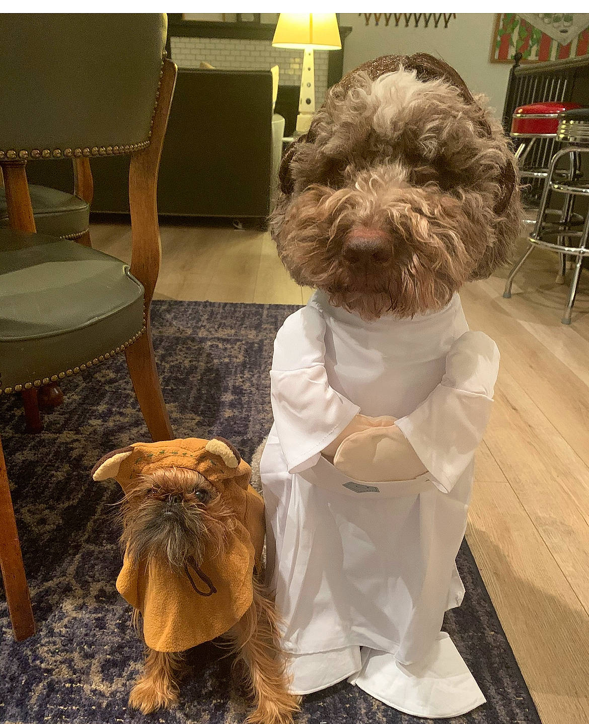 Gus joined the competition — help win amazing prizes! canidae, carnivore, chair, companion_dog, dog, dog_breed, dog_supply, flooring, fur, liver, poodle_crossbreed, shelf, shih_tzu, small_terrier, snout, sporting_group, terrier, toy_dog, water_dog, working_animal