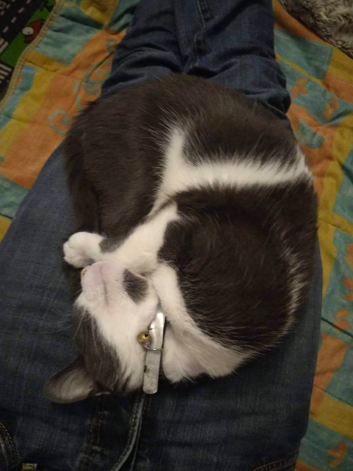 Maya a rejoint le concours — aidez-le/la à gagner de superbes lots ! carnivore, cat, domestic_short_haired_cat, ear, felidae, fur, nap, small_to_medium_sized_cats, snout, tail, whiskers