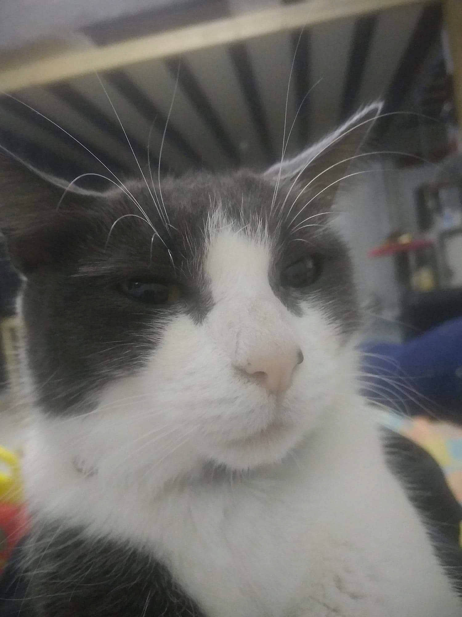 Maya a rejoint le concours — aidez-le/la à gagner de superbes lots ! aegean_cat, black_and_white, carnivore, cat, domestic_short_haired_cat, eye, felidae, fur, kitten, norwegian_forest_cat, nose, polydactyl_cat, sky, small_to_medium_sized_cats, snout, whiskers