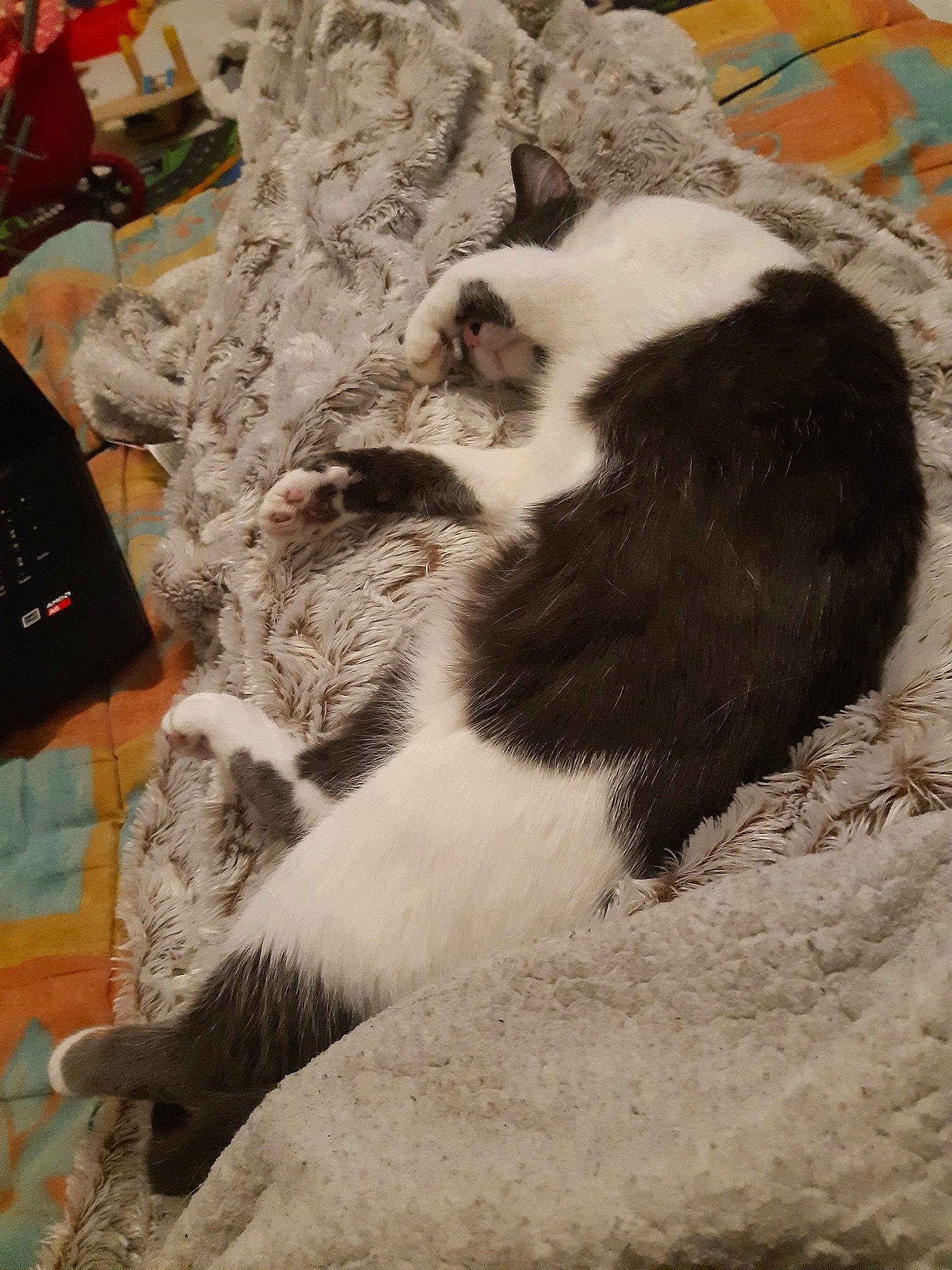 Maya participe au concours pour gagner de l'argent avec cette photo : carnivore, cat, felidae, fur, small_to_medium_sized_cats, snout, tail, whiskers