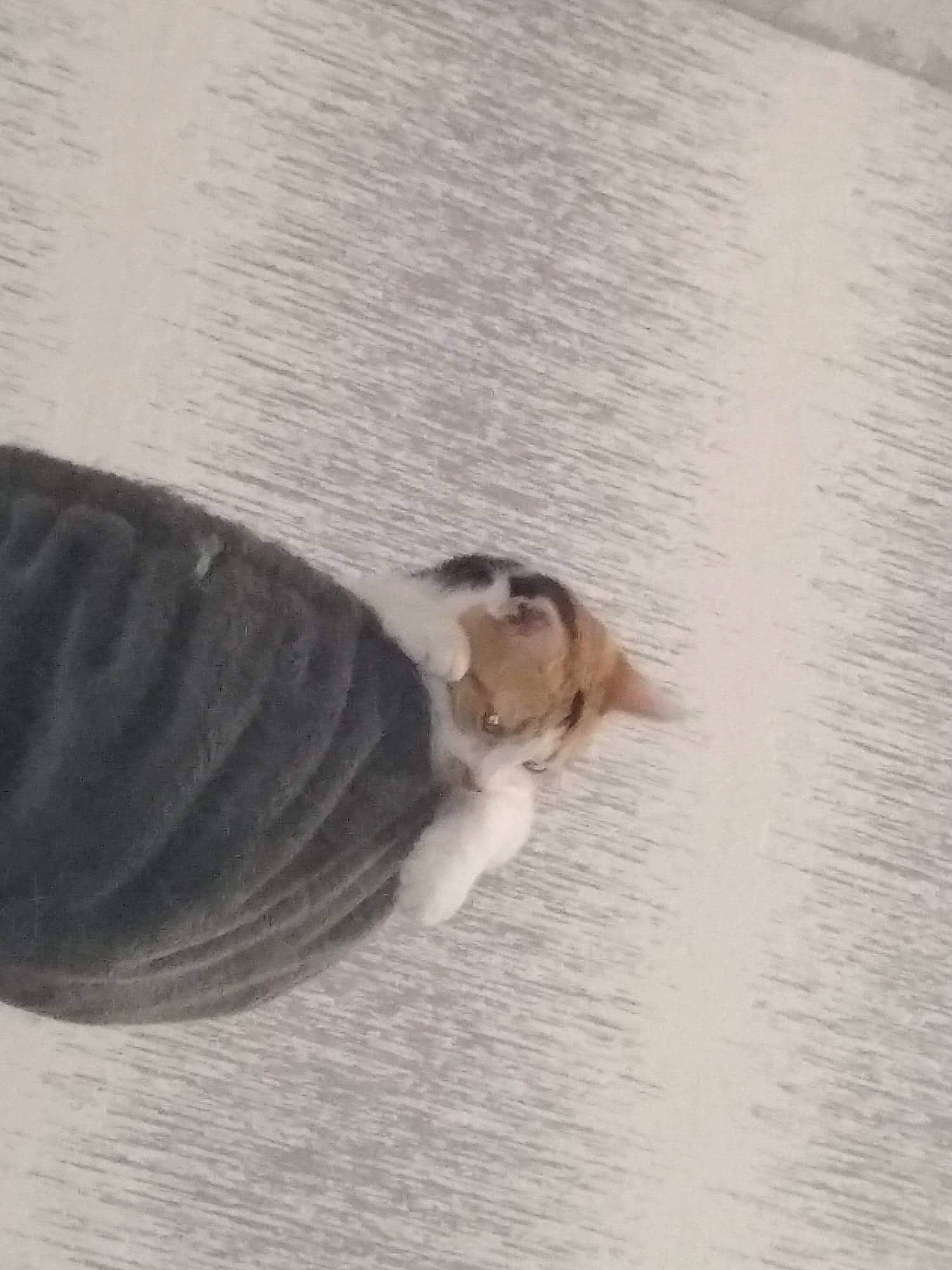 Haïdi participe au concours pour gagner de l'argent avec cette photo : fawn, tail