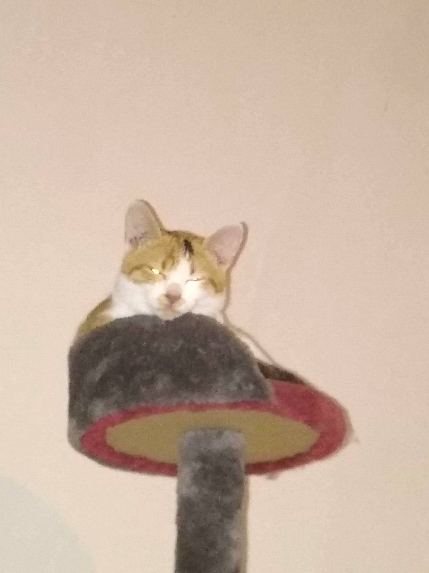 Haïdi participe au concours pour gagner de l'argent avec cette photo : british_shorthair, carnivore, cat, cat_furniture, cat_supply, domestic_short_haired_cat, felidae, small_to_medium_sized_cats, tail, whiskers