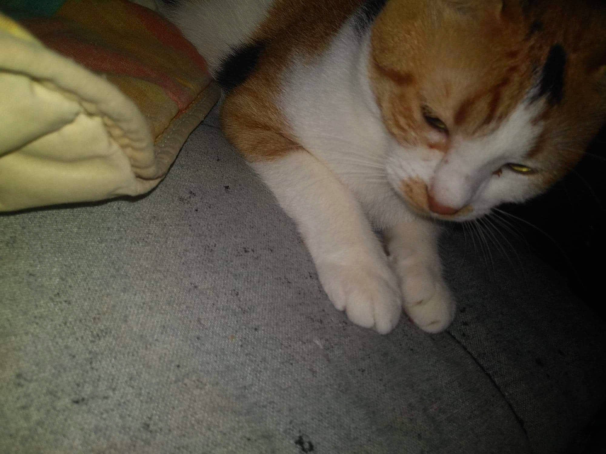 Haïdi a rejoint le concours — aidez-le/la à gagner de superbes lots ! aegean_cat, american_wirehair, carnivore, cat, claw, domestic_short_haired_cat, european_shorthair, eye, fawn, felidae, floor, flooring, fur, kitten, paw, polydactyl_cat, small_to_medium_sized_cats, snout, tail, whiskers