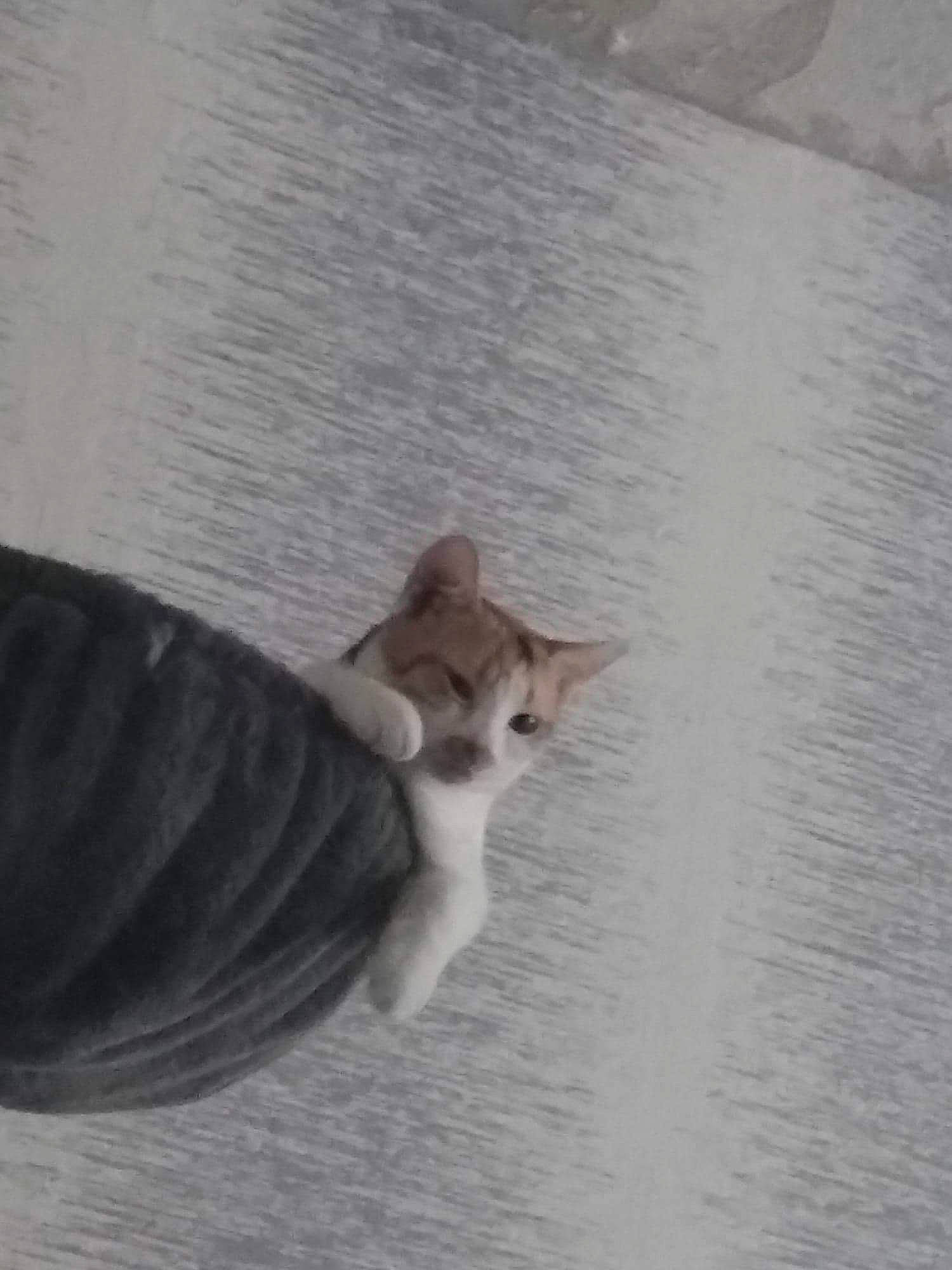 Haïdi a rejoint le concours — aidez-le/la à gagner de superbes lots ! aegean_cat, carnivore, cat, domestic_short_haired_cat, fawn, felidae, kitten, norwegian_forest_cat, small_to_medium_sized_cats, tail, whiskers