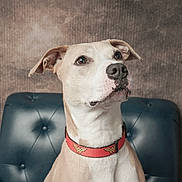Nala joined the competition — help win amazing prizes! dog, pet, collar, wonder_woman, leather_chair, portrait, indoor, brown, white, canine, ears, face, fur, animal, cute, alert, sitting, looking_up, background, studio
