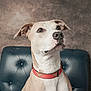 dog, pet, collar, wonder_woman, leather_chair, portrait, indoor, brown, white, canine, ears, face, fur, animal, cute, alert, sitting, looking_up, background, studio