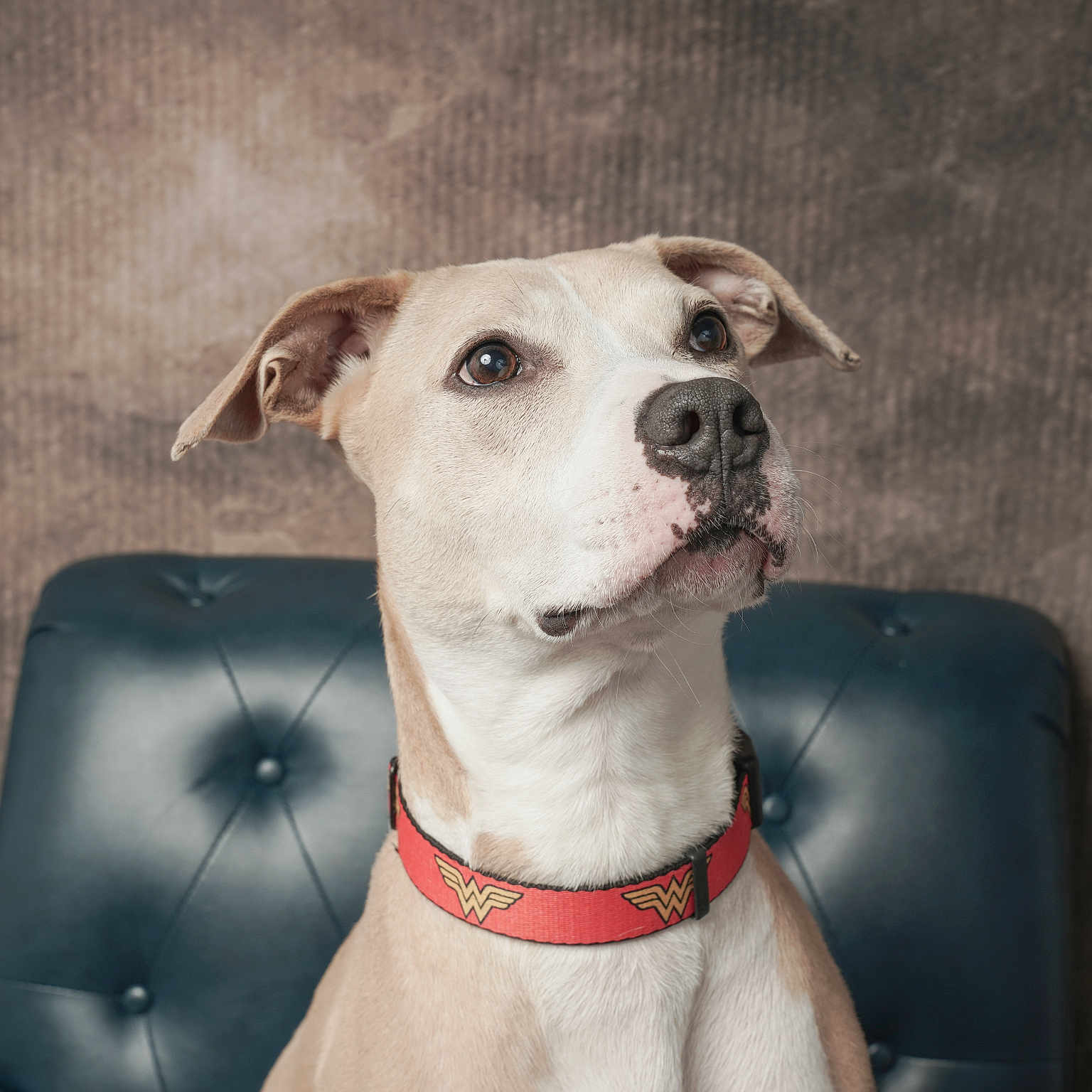 Nala joined the competition — help win amazing prizes! alert, animal, background, brown, canine, collar, cute, dog, ears, face, fur, indoor, leather_chair, looking_up, pet, portrait, sitting, studio, white, wonder_woman