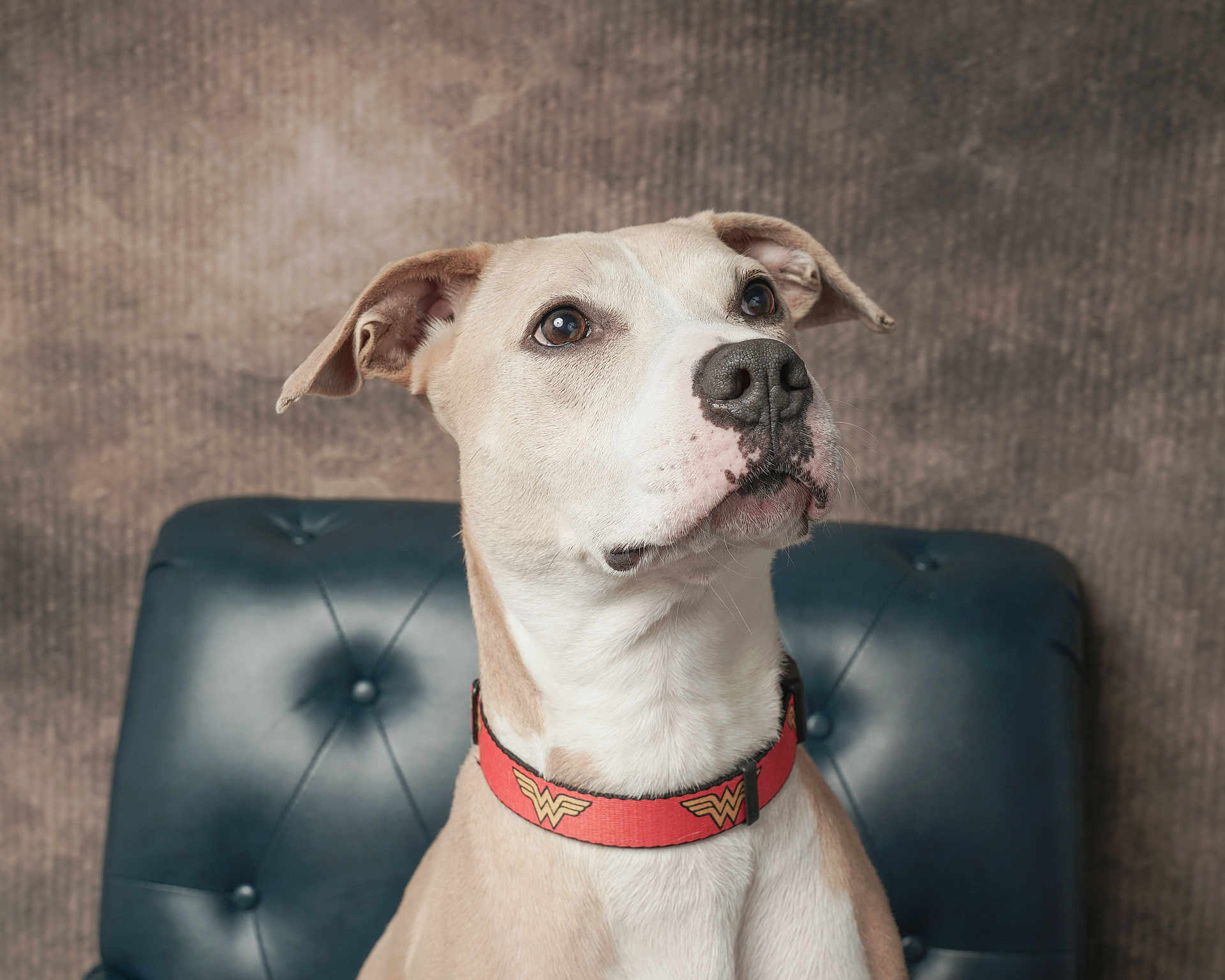 Nala joined the competition — help win amazing prizes! dog, pet, collar, wonder_woman, leather_chair, portrait, indoor, brown, white, canine, ears, face, fur, animal, cute, alert, sitting, looking_up, background, studio