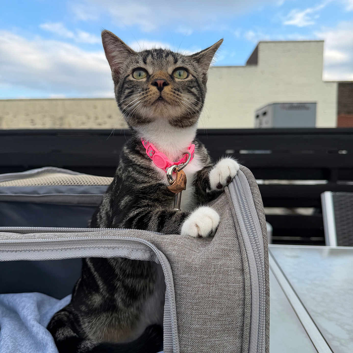 Arya is registered to the contest to win money with this photo: cat, kitten, tabby, pink_collar, outdoor, sky, clouds, chair, cushion, pet, animal, curious, paw, feline, young, domestic_animal, looking_up, table, backyard, daytime