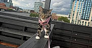 Arya joined the competition — help win amazing prizes! kitten, cat, tabby, outdoor, railing, harness, leash, cityscape, buildings, sky, clouds, patio, wooden, fence, curious, walking, white_paws, urban, pet, daytime