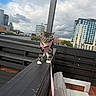 kitten, cat, tabby, outdoor, railing, harness, leash, cityscape, buildings, sky, clouds, patio, wooden, fence, curious, walking, white_paws, urban, pet, daytime