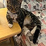 Arya is registered to the contest to win money with this photo: cat, tabby_cat, white_paws, collar, table, blanket, pattern, indoor, furniture, resting, relaxed, pet, animal, cute, sleepy, fur, whiskers, tail, paw, domestic