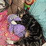 Arya joined the competition — help win amazing prizes! cat, tabby_cat, sleeping, plush_toy, stuffed_animal, blanket, paw_print, pink, purple, blue, bed, cozy, cute, resting, animal, pet, soft, cuddle, furry, collar