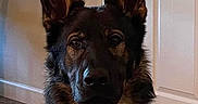 Jaeger is registered to the contest to win money with this photo: alert, animal, black, brown, canine, carpet, companion, dog, domestic, door, ears, fur, german_shepherd, house, indoor, loyal, pet, portrait, quiet, sitting