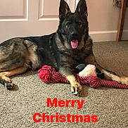 Jaeger joined the competition — help win amazing prizes! animal, canine, carpet, cute, dog, domestic, door, ears_up, festive, german_shepherd, holiday, home, indoor, lying_down, merry_christmas, pet, playful, red_text, tongue_out, toy