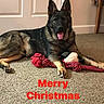 animal, canine, carpet, cute, dog, domestic, door, ears_up, festive, german_shepherd, holiday, home, indoor, lying_down, merry_christmas, pet, playful, red_text, tongue_out, toy