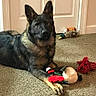 Jaeger joined the competition — help win amazing prizes! animal, canine, carpet, companion, dog, domestic, door, ears, fur, german_shepherd, guarding, household, indoor, lying_down, paws, pet, plaything, quiet, relaxed, toy