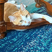 Simba is registered to the contest to win money with this photo: cat, orange_cat, white_cat, indoor, carpet, wooden_furniture, table, relaxing, pet, feline, resting, cozy, closeup, animal, domestic_animal, floor, laying_down, cute, whiskers, ears