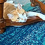 cat, orange_cat, white_cat, indoor, carpet, wooden_furniture, table, relaxing, pet, feline, resting, cozy, closeup, animal, domestic_animal, floor, laying_down, cute, whiskers, ears