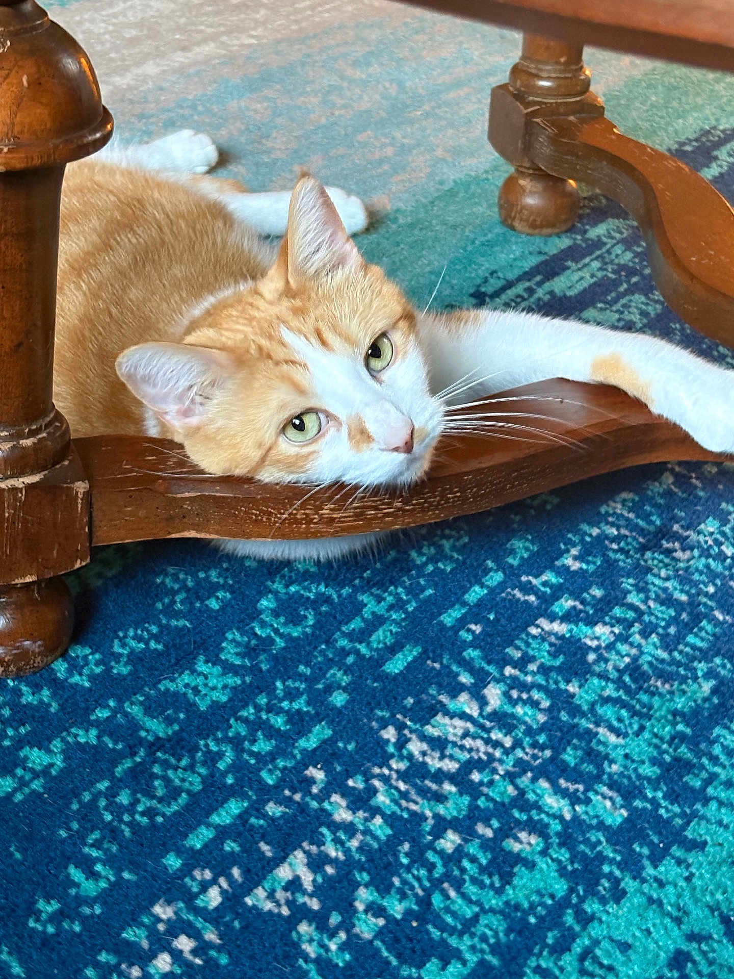 Simba